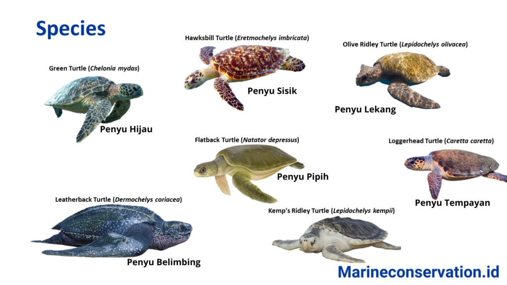 Sea Turtle Identifcation and Data Collection for Marine Conservation