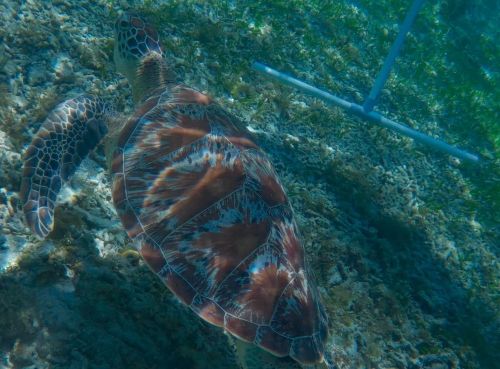 The same green turtle's shell photographed from above