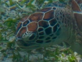 Left side of a green turtle's head showing its facial scale pattern