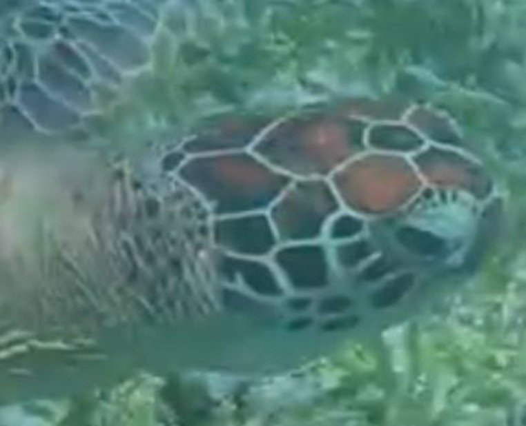 Right side of the same green turtle's head
