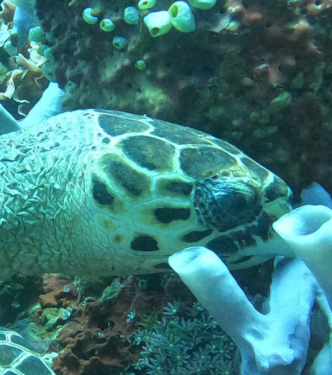 Close, sharp side-on photo of a hawksbill turtle's face