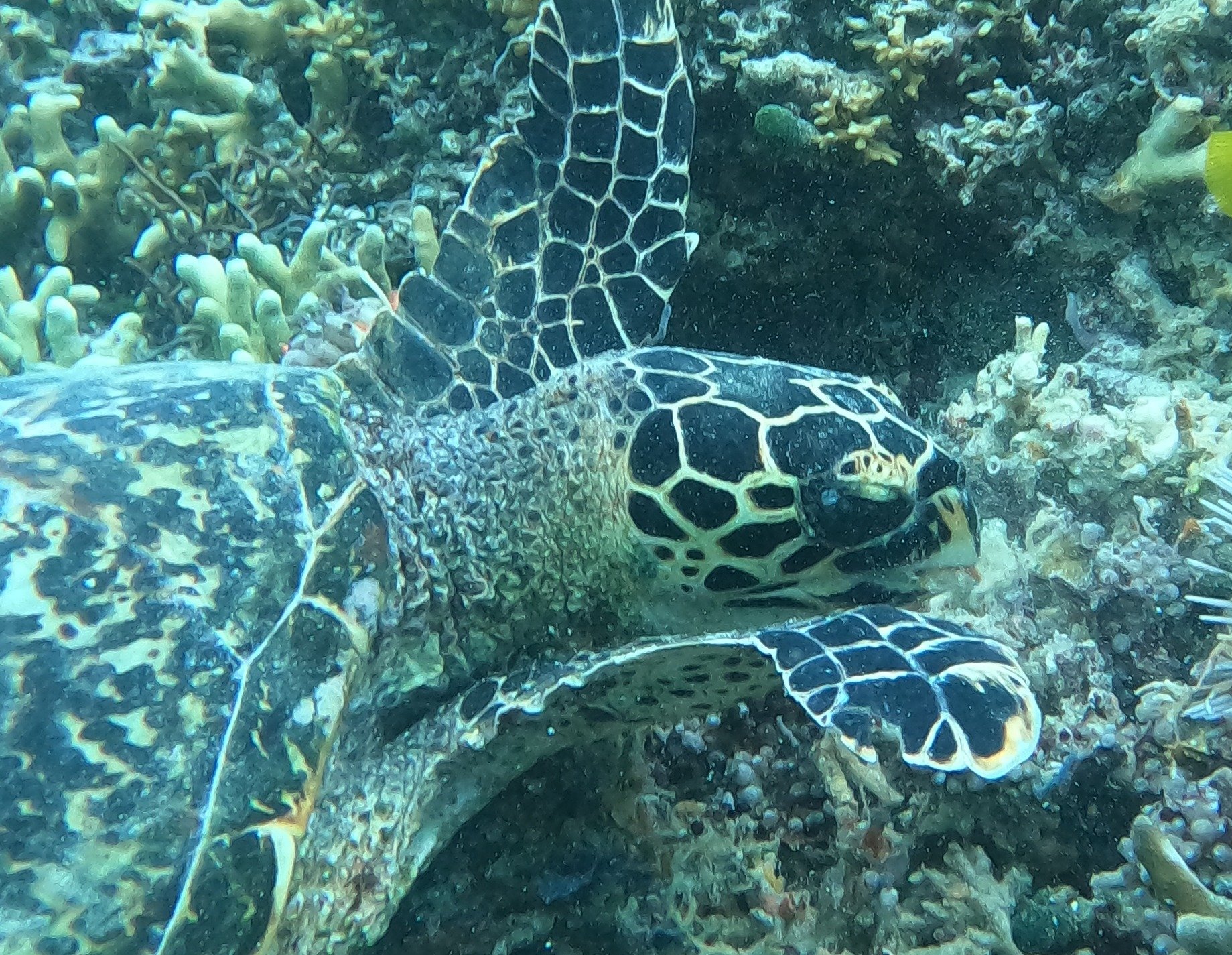 Hawksbill turtle photographed side-on while resting on the reef